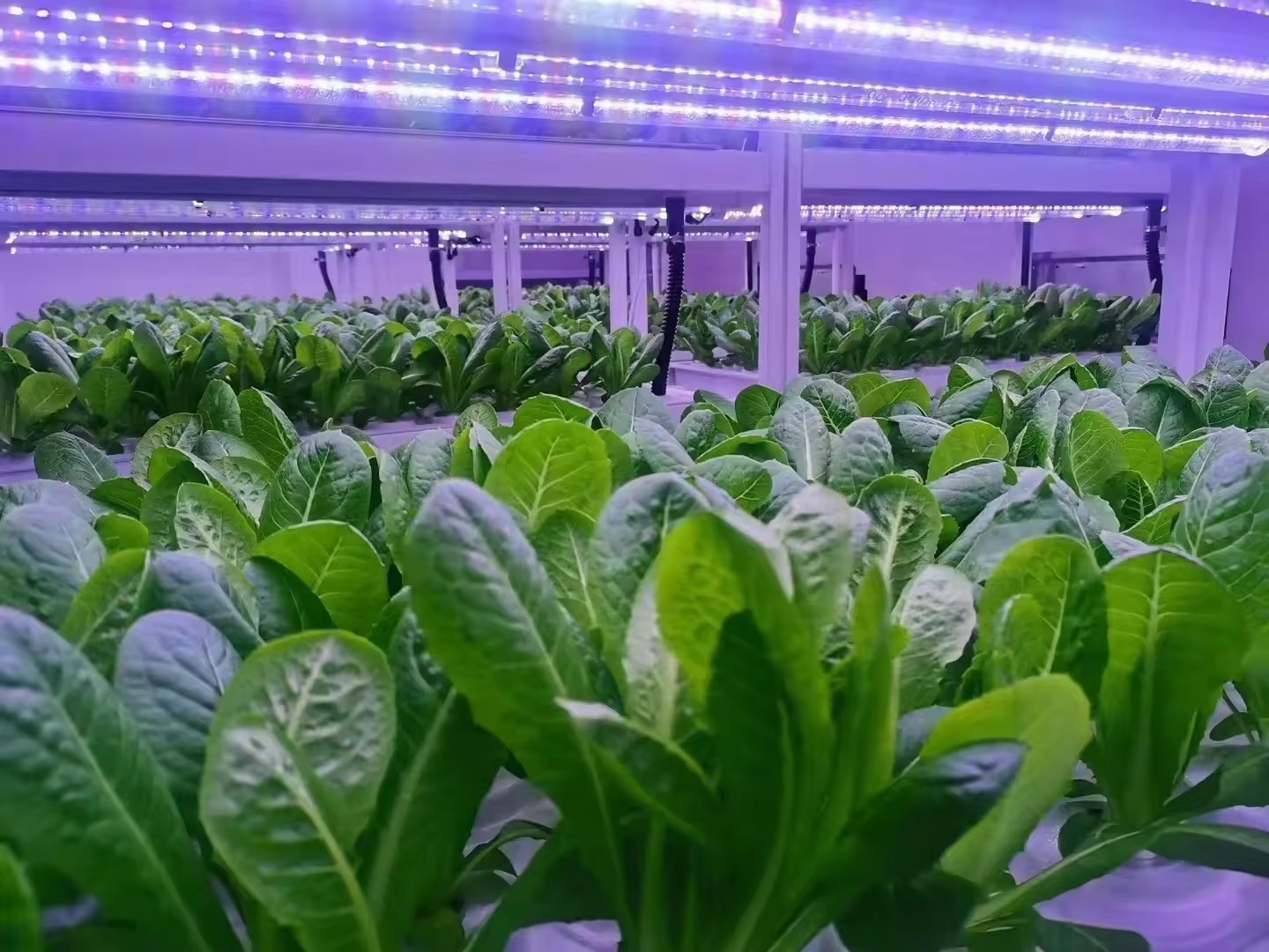 อุปกรณ์การเกษตรในโรงเรือนเพาะเ - Hydroponic Tower บทวิจารณ์และราคา