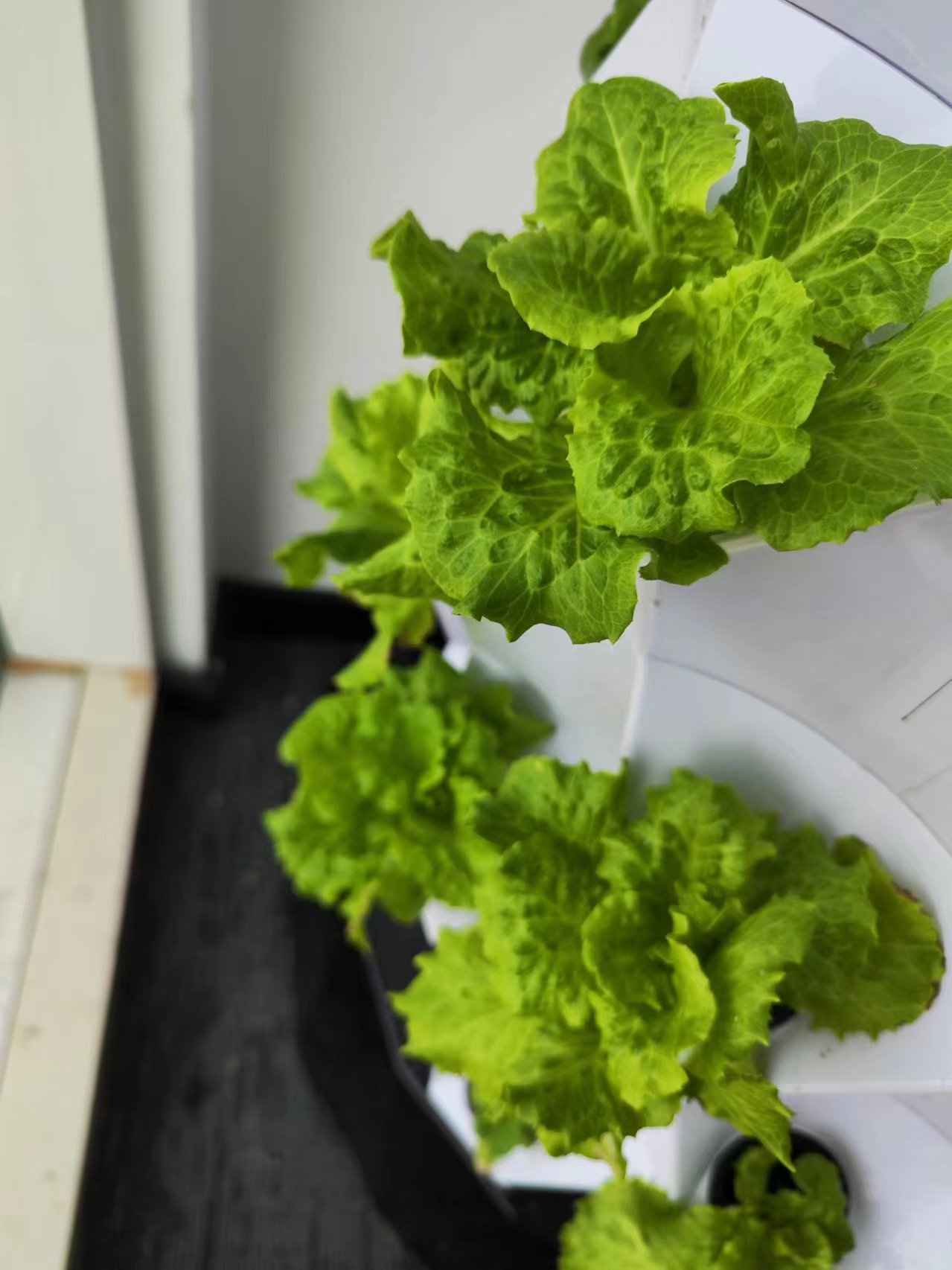 ระบบชุดอุปกรณ์ให้น้ำหยดอัตโนมั - Hydroponic Tower บทวิจารณ์และราคา
